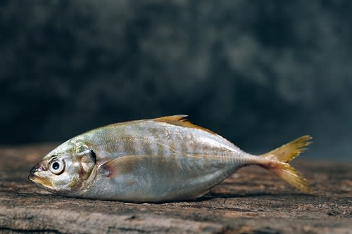 Omega 3 verlieren Gewicht